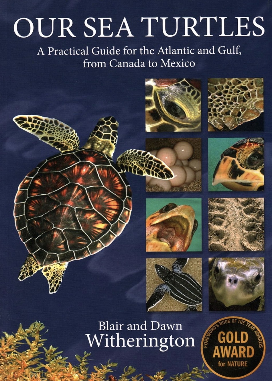 Sea turtles book about marine life and ocean wildlife