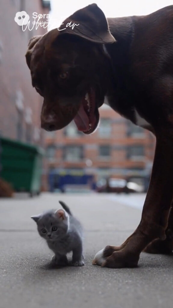 Saved in Mid-Air | WhitEar