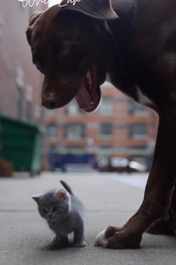 Saved in Mid-Air | WhitEar