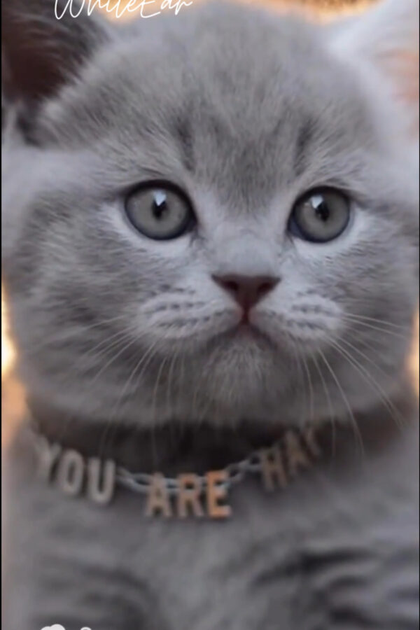 kindness, compassion, animal rescue, saving a life, human kindness, street rescue, emotional story, rescue moment, bond between humans and animals, kindness matters, real life story, hero without cape, empathy, city life, New York rescue