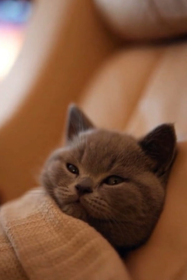 cat lifestyle,pet cat,cat,traveling cat,cat night flight,observing a cat,animal observation,pet companionship,Animal