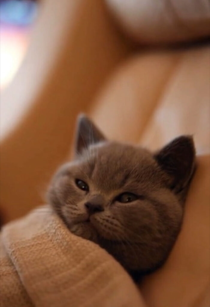 cat lifestyle,pet cat,cat,traveling cat,cat night flight,observing a cat,animal observation,pet companionship,Animal