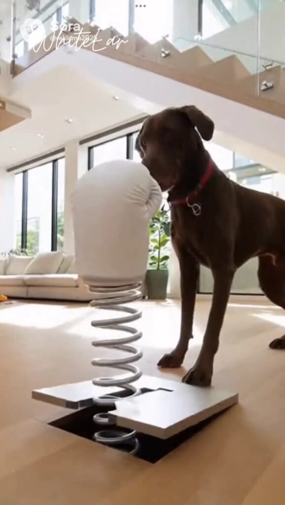 Dog and Cat Moment at Home