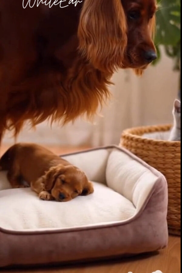 Mom Dog Evicts the Cat from the Puppy Bed 🐾 | WhiteEar