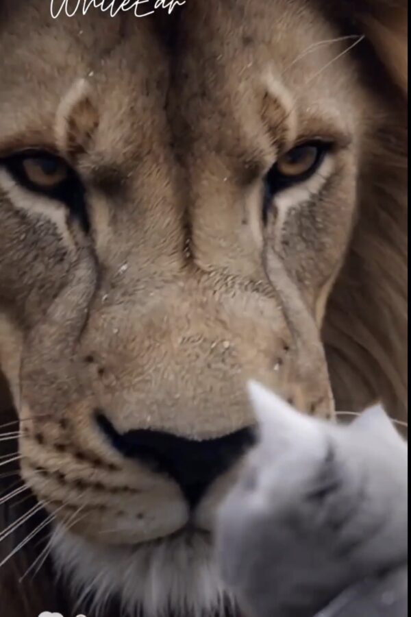 A Discovery-style short film exploring coexistence, restraint, and the quiet power of wildlife.