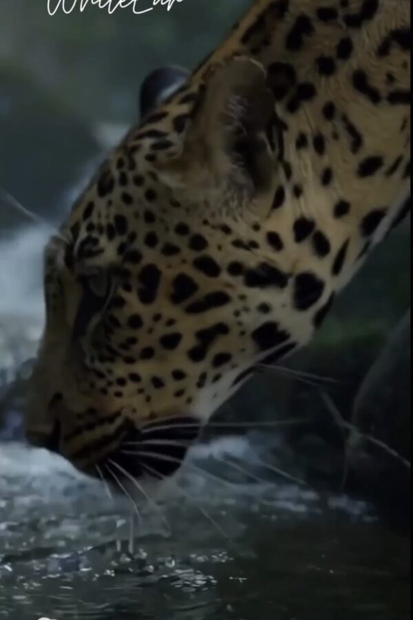 Silent Encounter: When a Cat Meets a Leopard in the Jungle | WhiteEar AI Cat