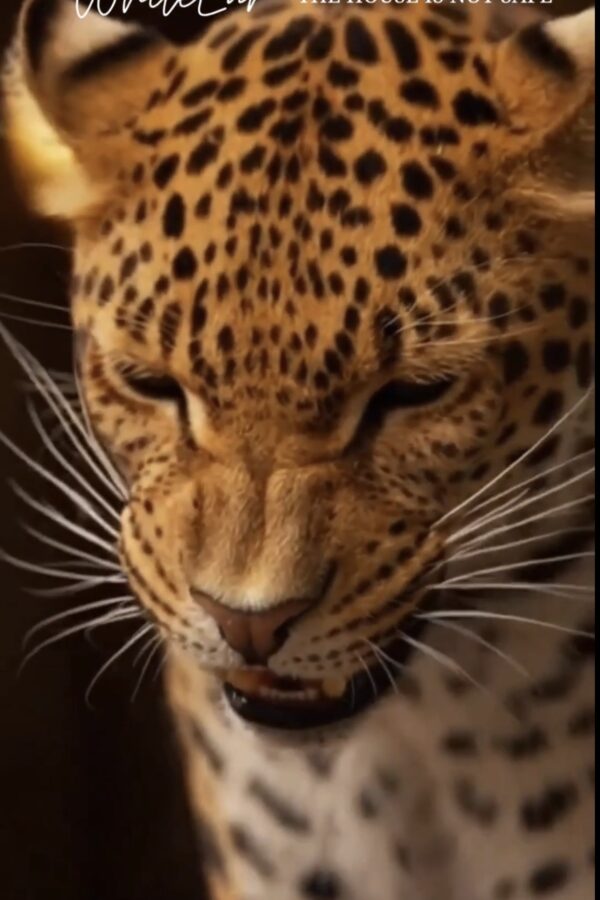 The House Is Not Safe: A Cinematic Discovery Short for Adults | WhiteEar AI Cat