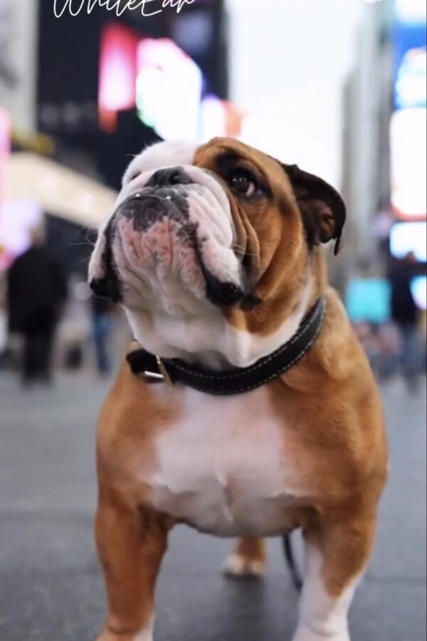 Bulldog & Cat: Territory Negotiation