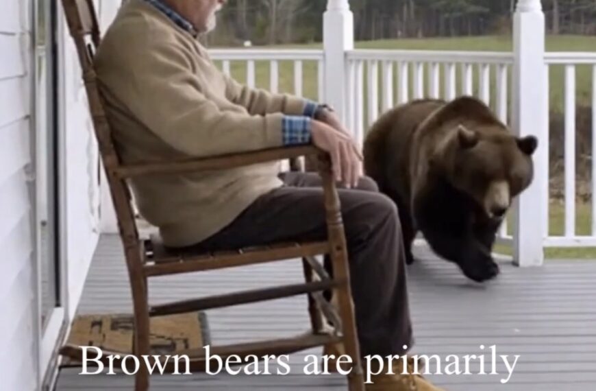 Brown Bear Discovering