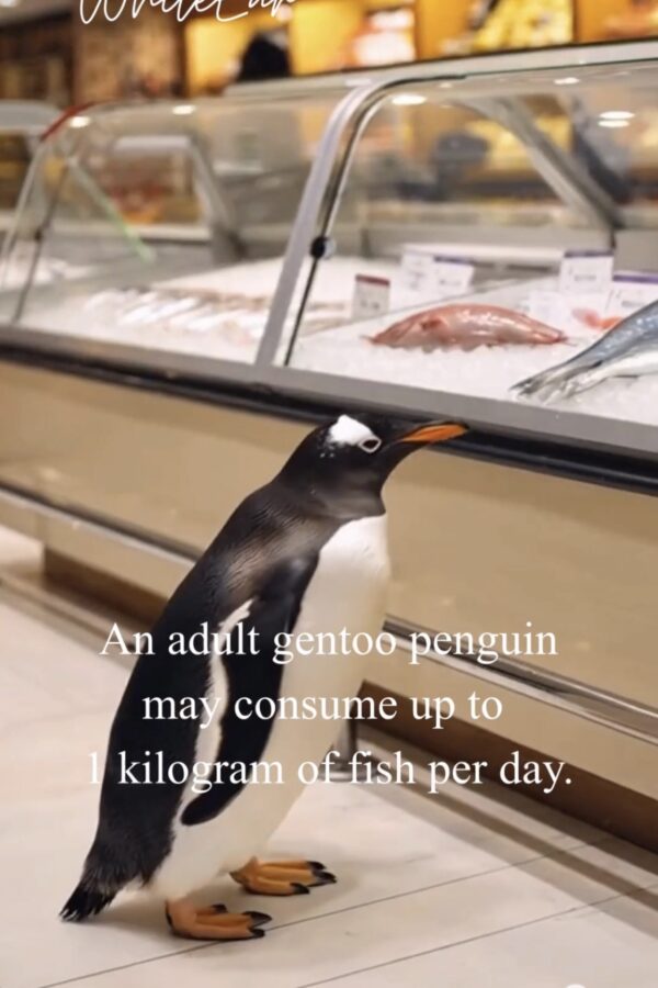 Gentoo Penguin Behavior in an Urban Setting
