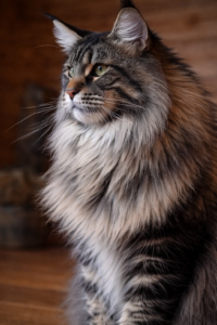 Maine Coon Cat Breed from Maine, USA | Nature Discovery Education