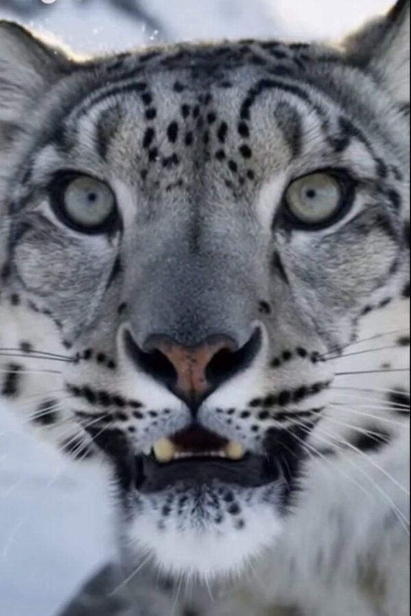Snow Leopard in the Himalayas | Nature Discovery Education
